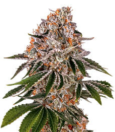 Cookie Casket fem (Barney's Farm)