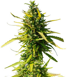 Lemon Cake Auto fem (High Speed ​​Buds)