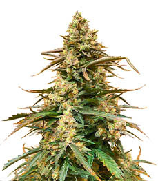 Sith OG fem (AlphaFem Seeds)