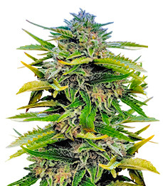 Trainwreck Fast Version fem (Seedkeepers)