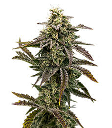 Mendo Guava Auto fem (FastBuds)