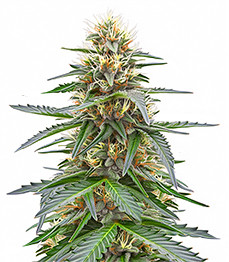 Northern Lights 10 of 10 fem (Seedkeepers)