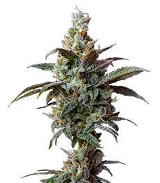 Blueberry Muffin fem (Humboldt Seed Company)