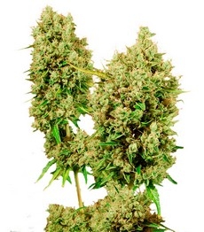 LSD fem (Barney's Farm)