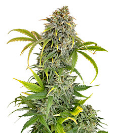 Orange President Auto fem (FastBuds)