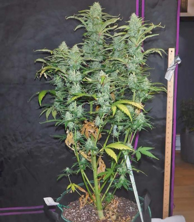 Сорт Green Crack Auto fem (FastBuds)