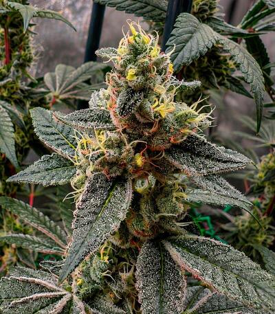 Сорт Cherry Poppers fem (Barney's Farm)