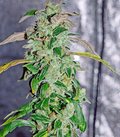 Сорт Massive Midget Auto fem