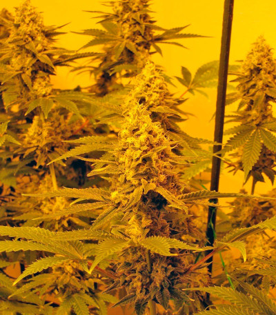 Семена конопли Moby Dick