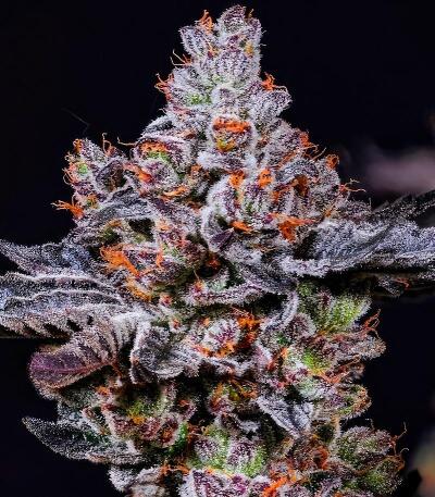 Сорт Mookie B R1 fem (Ethos Genetics)