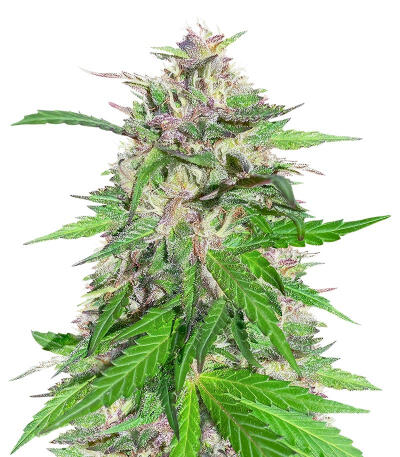 Сорт Jealousy Kush fem (Seedkeepers)