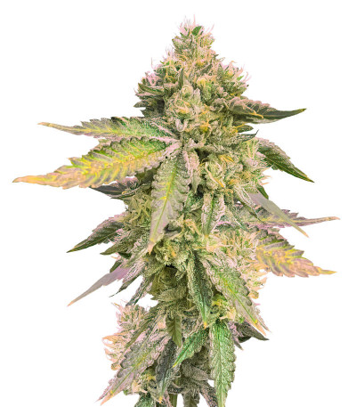 Сорт RS 11 x Banana OG fem от Barney's Farm