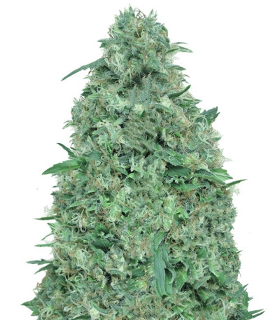 Сорт Patel's Cornershop Surprise fem (Dr. Krippling Seeds)