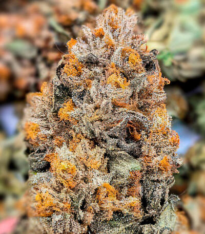 Сорт Zillions fem от Barney's Farm
