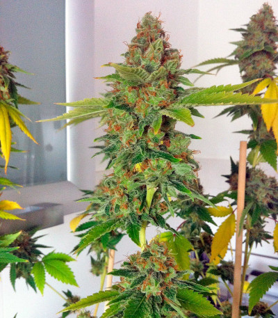 Сорт конпли Moby Dick