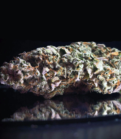 Сорт West Coast O.G. Auto fem (FastBuds)