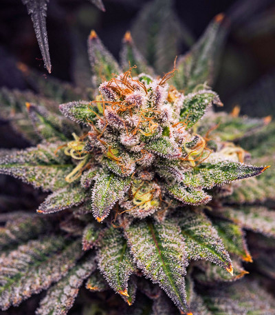 Сорт Gorilla Melon fem (FastBuds)