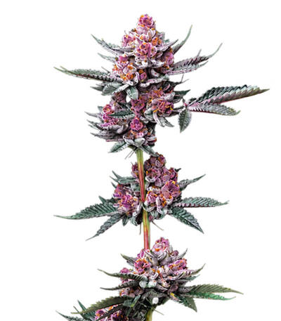 Сорт Cherry Poppers fem (Barney's Farm)