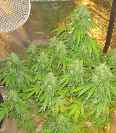 Сорт Devotchka Auto fem (Doctor’s Choice)