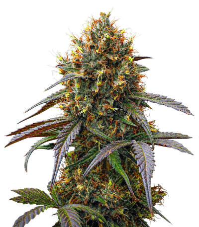 Сорт Guava Runtz Auto fem (FastBuds)