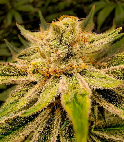 Сорт LFG fem (Barney's Farm)