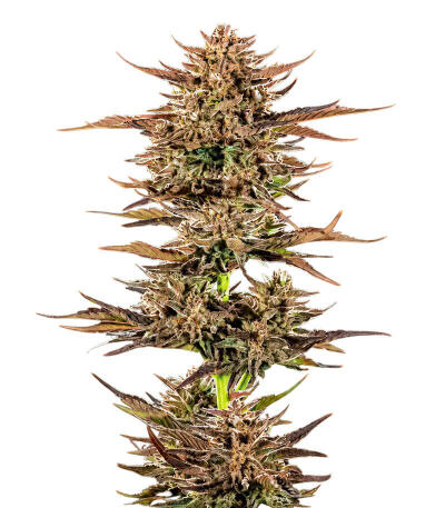 Сорт Frosted Zinn x 3 Bears OG Auto fem (Barney's Farm)