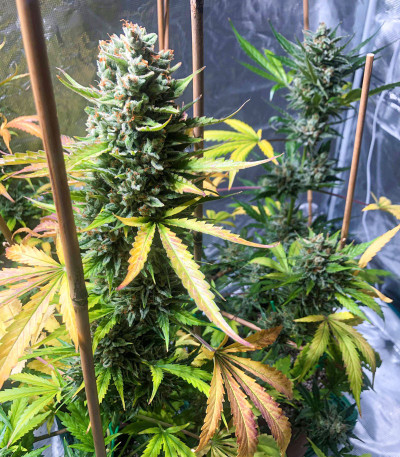 Сорт Mexican Airlines Auto fem