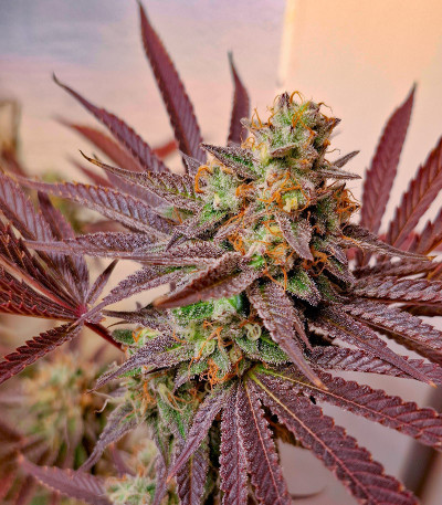 Сорт Purple Punch X Lemon Drizzle fem от Barney's Farm