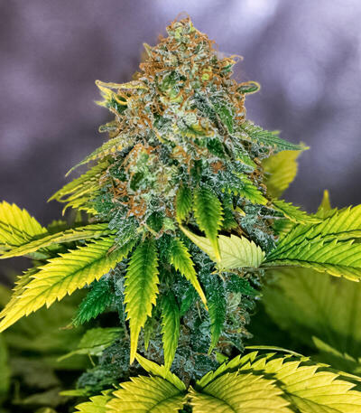 Сорт Zinnapple fem (Delicious Seeds)