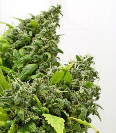 Сорт Point of No Return reg