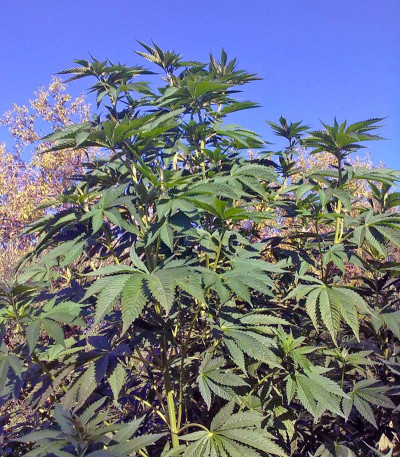 Семена каннабиса Bubba Kush