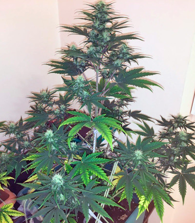 Сорт каннабиса Exodus Cheese Auto