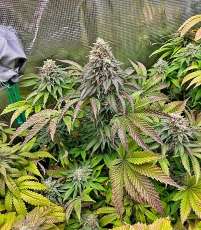 Сорт Lemonpaya fem (FastBuds)