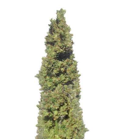 Сорт Zombie Haze Auto fem (Sumo Seeds)