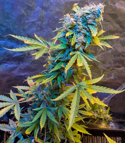 Сорт Automaria II fem (Paradise Seeds)