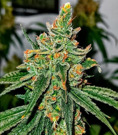 Сорт Cookie Casket fem (Barney's Farm)