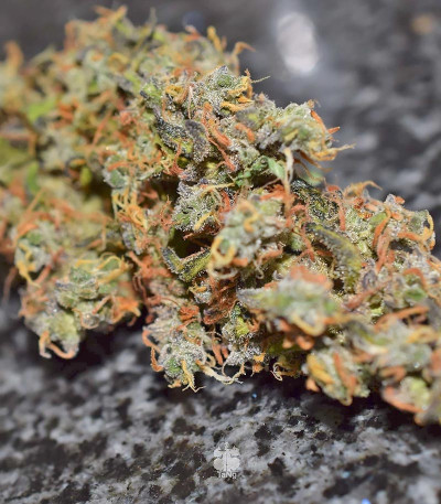 Сорт Six Shooter Auto fem (FastBuds)