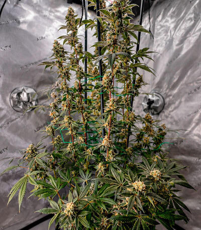 Сорт Cherry Poppers fem (Barney's Farm)