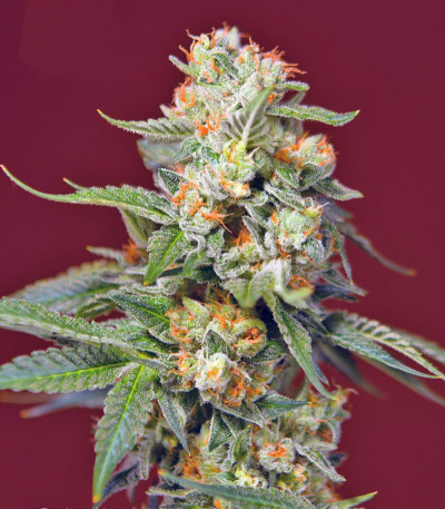 Сорт San Fernando Lemon Kush fem (Sweet Seeds)