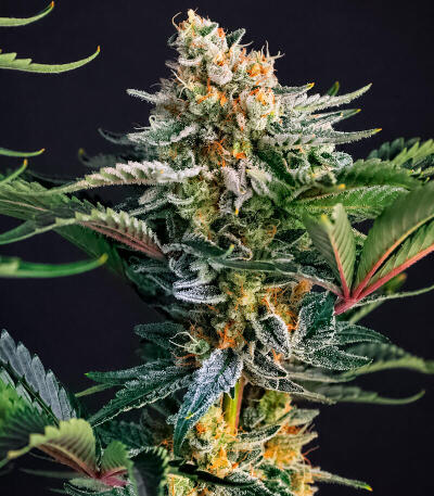 Сорт Mendo Frost Auto fem (FastBuds)