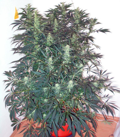 Сорт Sensi Star fem (Paradise Seeds)