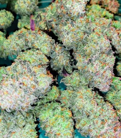 Сорт Apple Strudel Auto fem (FastBuds)