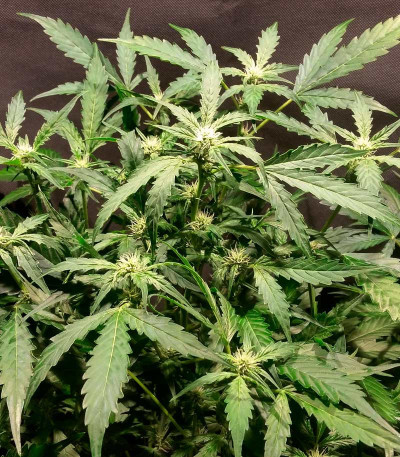 Сорт Flash Babylon Auto fem (Samsara Seeds)