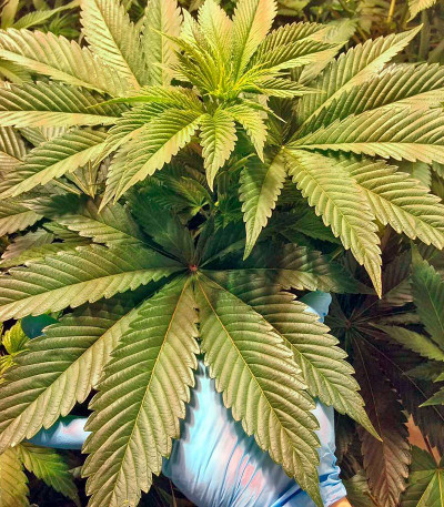 Сорт Afghan Kush fem (World of Seeds)