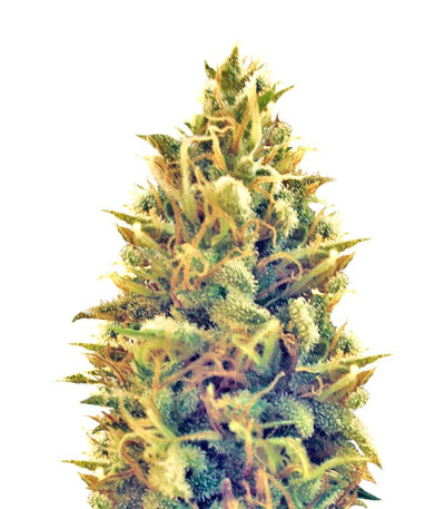 Сорт Puff Puff Pass Out fem (KFC Seeds)