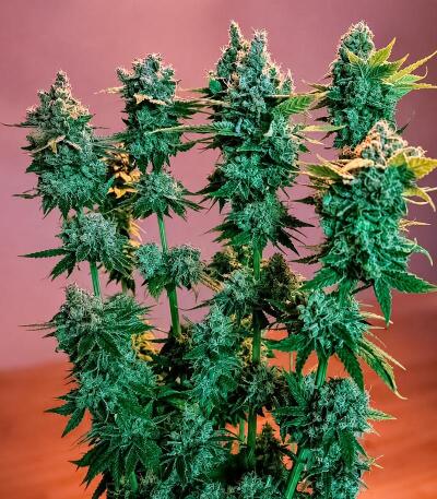 Сорт Cookie Casket fem (Barney's Farm)