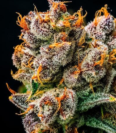 Сорт Mendo Frost Auto fem (FastBuds)