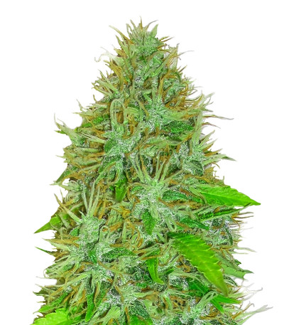 Сорт 2 Fast 2 Vast Auto fem (Heavyweight Seeds)