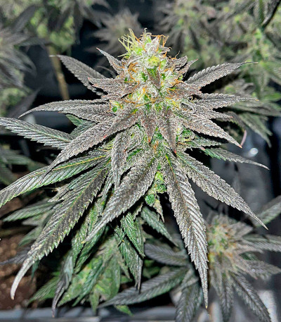 Сорт Lemon Cherry Gelato fem от Barney's Farm