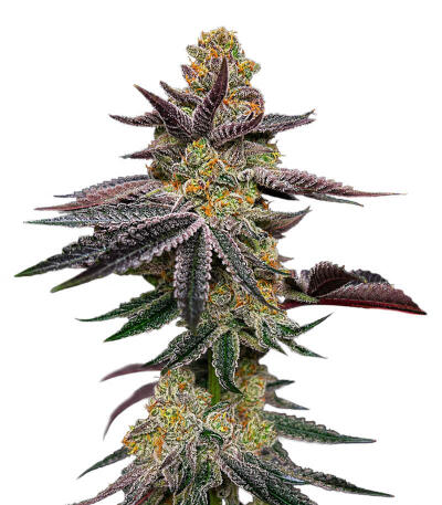Сорт Zinnapple fem (Delicious Seeds)